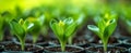 Potted Seedlings Growing in Fertile Soil