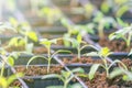 Potted seedlings growing in a plant nursery