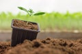 Potted seedlings growing. Small plant growing in clay pot Royalty Free Stock Photo