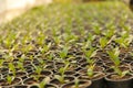 Potted seedlings growing in square plastic pots Dardening.