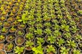 Potted seedlings growing in square plastic pots Dardening.