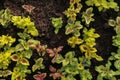 Potted seedlings growing in square plastic pots Dardening.