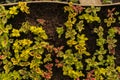 Potted seedlings growing in square plastic pots Dardening.