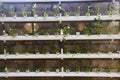 Potted seedlings on shelves.