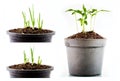 Potted seedlings Royalty Free Stock Photo