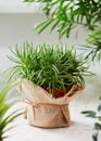 Potted Senecio plant wrapped in burlap.