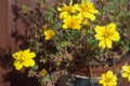 Potted shrub with cluster of vivid yellow flowers