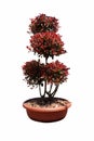 Potted small red robin tree with red leaves