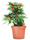 Potted Solanum Capsicastrum Royalty Free Stock Photo