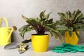 Potted sorrel plants and gardening tools on light grey table Royalty Free Stock Photo