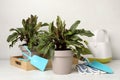 Potted sorrel plants and gardening tools on white wooden table Royalty Free Stock Photo
