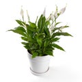 potted spathiphyllum flower isolated on white