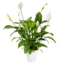 Potted Spathiphyllum plant with white flowers Royalty Free Stock Photo