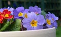 Potted Spring flowers.