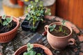 Potted strawberry plant in flower pot Royalty Free Stock Photo