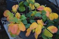 potted strawberry plants in winter with many yellow leaves Royalty Free Stock Photo