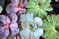 Potted succulent or fat plants, colorful echeveria mix Royalty Free Stock Photo