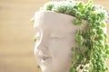 Potted succulent garden.sustainable design.sedums and Succulents in a pot in the girls head.groundcover flower. girl Pot Royalty Free Stock Photo