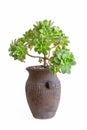 Potted succulent plant isolated