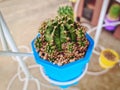 Potted Succulent Plant with Red Brown Gravel Stones in Blue Cup Royalty Free Stock Photo