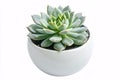 Potted succulent plant in white pot isolted on white background Royalty Free Stock Photo