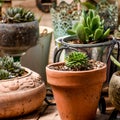 Potted Succulent Plants Growing in Clusters