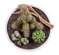 Potted succulent plants on white backdrop Royalty Free Stock Photo