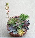 Potted Succulents with Flower Stalk