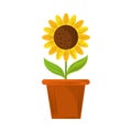 potted sunflower decoration