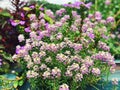 A potted Sweet Alyssum flowers blooming