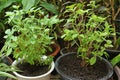 Sweet Basil and Holy Basil Plant in the Garden