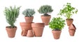 Potted with terracota pots on white background