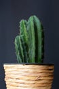 Potted three column Cereus Repandus Peruvianus Peruvian Apple Cactus house plant in front of dark background Royalty Free Stock Photo