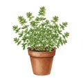 Potted Thyme Herb Plant in Brown Pot Royalty Free Stock Photo