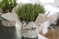 Potted thyme plant with decorative paper wrapping on a kitchen counter as an indoor herb garden, selected focus Royalty Free Stock Photo