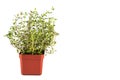 Potted Thyme plant with isolated background, flushed left