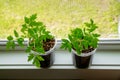 A potted tomato plant seedling on window. Royalty Free Stock Photo
