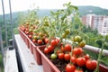 potted tomatoes ripening on a balcony in a multistorey building