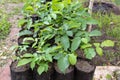 Planting walnut sprouts in the garden in spring