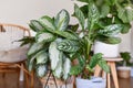 Potted tropical 'Aglaonema Silver Bay' and 'Aglaonema Stripes' houseplants Royalty Free Stock Photo