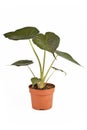 Potted tropical `Alocasia Wentii` houseplant with dark green leaves on white background Royalty Free Stock Photo