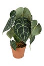 Potted tropical `Anthurium Clarinervium` houseplant