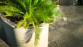 Potted Tropical Cycad Plant in Sunlight Royalty Free Stock Photo