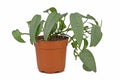 Potted tropical `Epipremnum Pinnatum Cebu Blue` houseplant