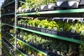 Potted vegetables and herbs seedlings placed on shelves for sale in a garden center Royalty Free Stock Photo