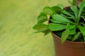 Potted venus flytrap Dionaea muscipula carnivorous plant closeup Royalty Free Stock Photo