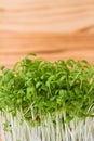 Potted watercress sprouts, fresh microgreens on the table