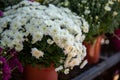 Potted white chrysanthemum flowers at the greek garden shop in October Royalty Free Stock Photo