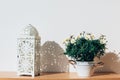 Potted white daisies alongside a fretwork lantern Royalty Free Stock Photo
