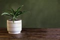 Potted White Jewel Dracaena Deremensis against a Green Background